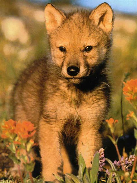 Image - Wolf pup.jpg - Wolf Wiki