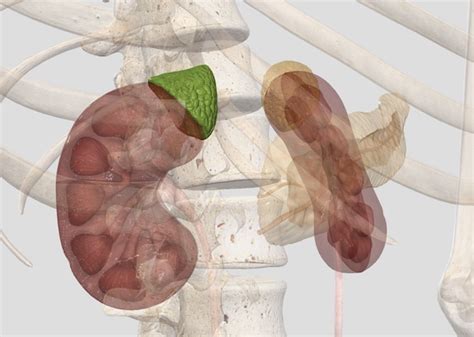 Physiology of The Adrenals