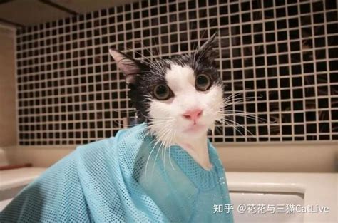 竟有洗澡这么乖的猫咪？ 知乎