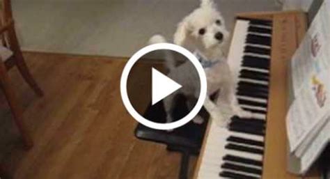 Dog Singing And Playing Piano