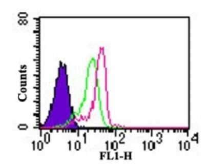 TLR7 Antibody FITC NBP2 24777 Novus Biologicals