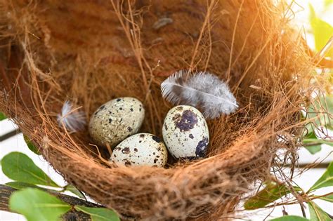 Bird Nest On Tree Branch With Three Eggs Inside Bird Eggs On Birds