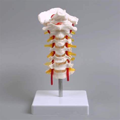 Buy Study Model Educational Model Human Cervical Vertebrae Model With