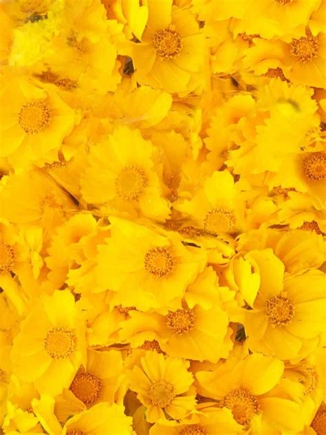 Yellow Flower Texture Background