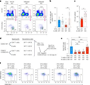 Il Induces A B Cell Intrinsic Il Ifn Feed Forward Loop Promoting