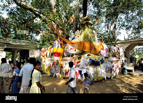 Sri Lanka Anuradhapura the Sri Maha Bodhi sacred Bo tree Stock Photo ...