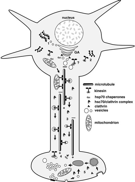 Model For Hsc Regulation Of Kinesin Mediated Axonal Transport The