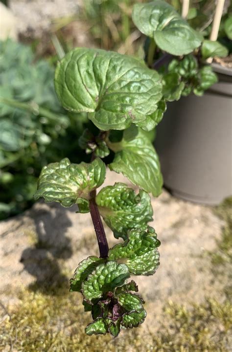 Mentha Spicata Var ‘crispa Mintopia