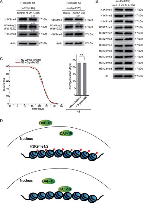 Figures And Data In H K Me Methylation Limits The Lifespan Of Daf