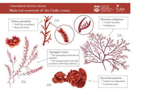 What Are Examples Of Rhodophyta