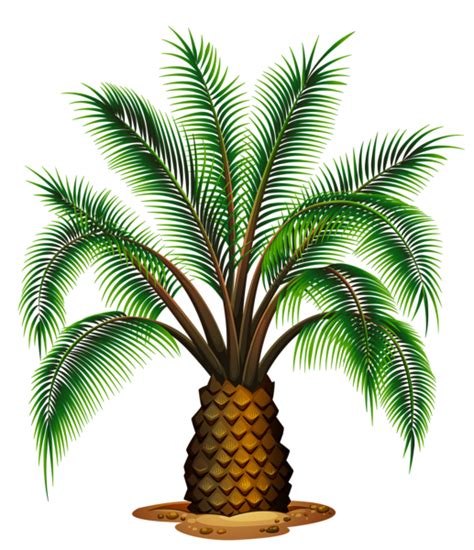 Palm Tree Png Transparent Image Download Size 517x600px