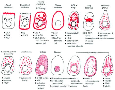 Schematic Illustration Of Intracellular Localization Of Antigens The