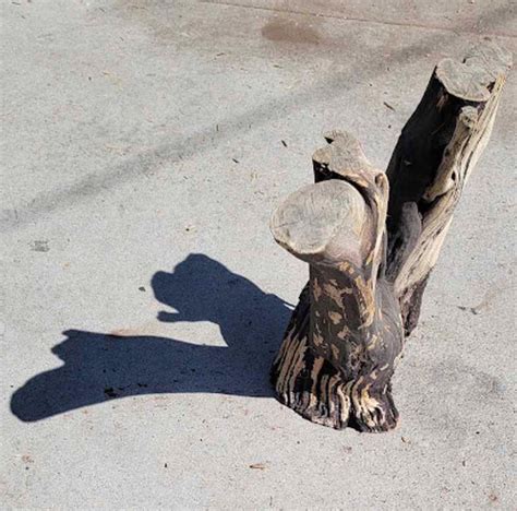 Manzanita Tree Base 3 Where Wood Meets Steel Denver Co