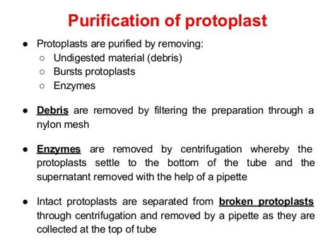 Protoplast Culture