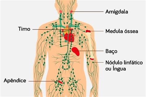 SISTEMA LINFATICO Y GLINFATICO DEL CEREBRO Enriquerubio Net