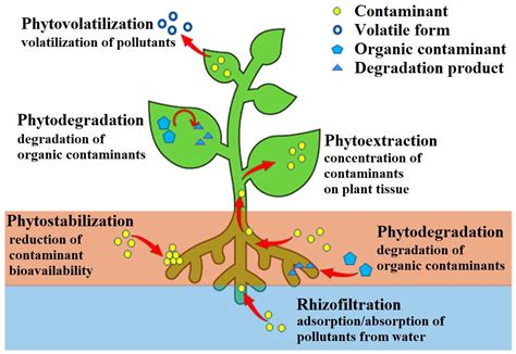 What Is Phytoremediation Phytoremediation