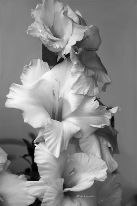 Classic Black And White Gladiolus Photograph By Jeanette C Landstrom