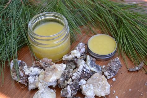 How To Make Pine Resin Salve Herbal Academy