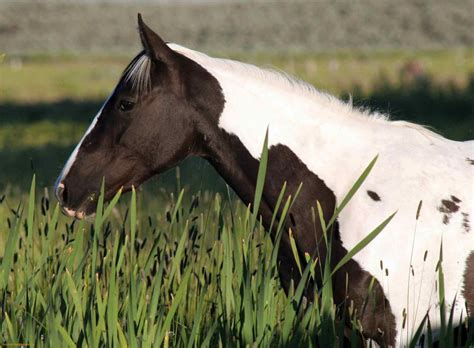 Gypsy Vanner Horse In A Field HD desktop wallpaper : Widescreen : High Definition : Fullscreen