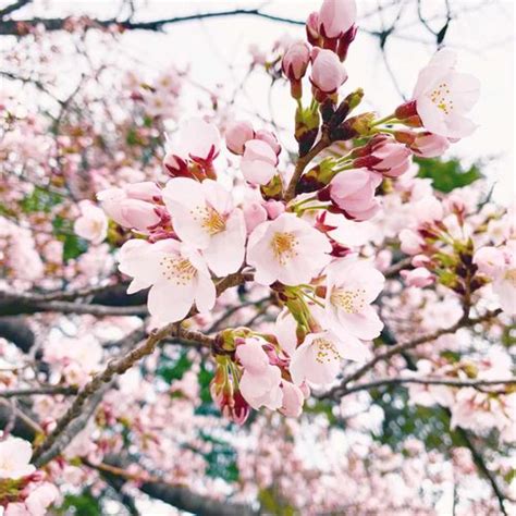 桜の木の剪定｜樹齢別の時期・方法は？切る枝の種類、切ったあとの手入れは？｜🍀greensnap（グリーンスナップ）