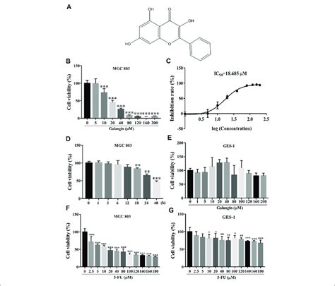 Galangin Inhibits Cell Viability Of Mgc Cells A Chemical