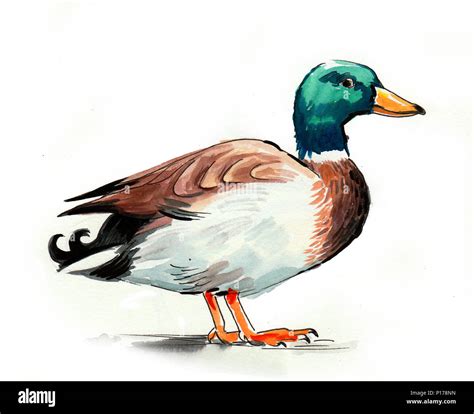 Mallard Duck Drawing