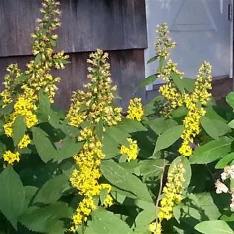 Goldenrod: The Myths and the Facts - Grounded