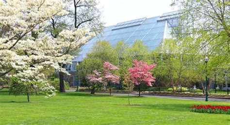 Dogwoods At The Franklin Park Conservatory And Botanical Gardens