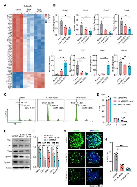 Figure From Methamphetamine Exposure Drives Cell Cycle Exit And