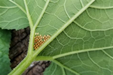 How To Control Squash Bugs Identification And Strategies Mygardenlife