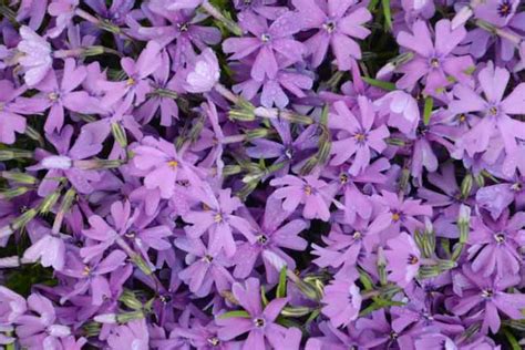 Phlox subulata 'Purple Beauty' (Creeping Phlox)