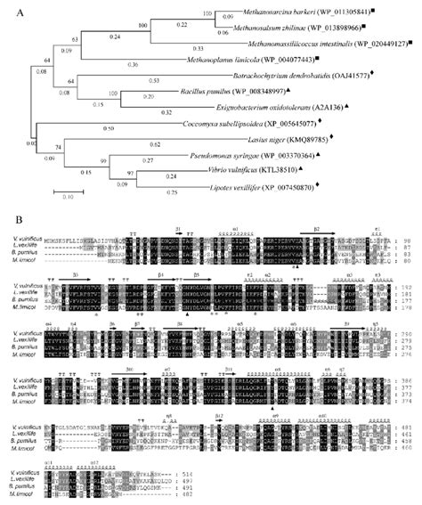 Phylogenetic And Sequence Analysis Of Cat Vv And Other Catalases A