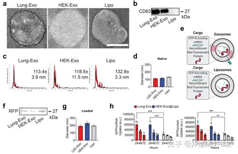 文献分享【extracell Vesicles】吸入式外泌体作为mrna载体的递送效果优于脂质体 知乎