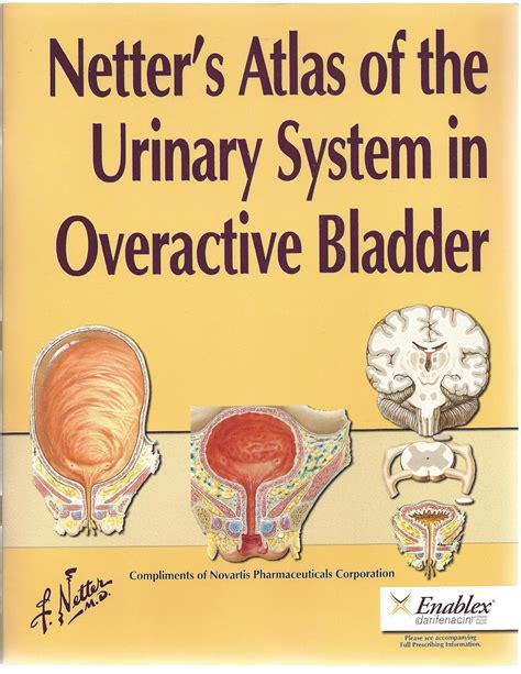 Netter S Atlas Of The Urinary System In Overactive Bladder Amazon Br