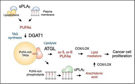 Lipid Droplets Are Required For Lipid Mediator Production And Cancer