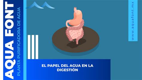 El Papel Del Agua En La Digestión Aquafont