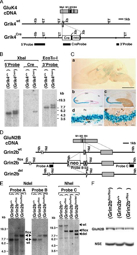 Figure From Nmda Receptor Glun B Glur Nr B Subunit Is