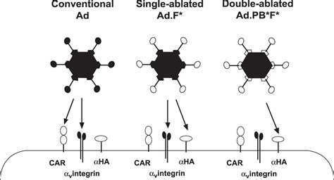 Ablating CAR And Integrin Binding In Adenovirus Vectors Reduces