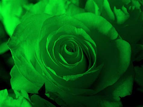 Green Rose Wallpapers - Wallpaper Cave