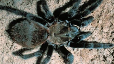 Texas tarantulas emerge from burrows to find mates