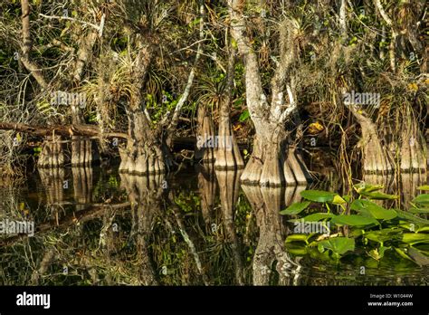 Cypress trees in the Everglades National Park, Florida, USA Stock Photo ...