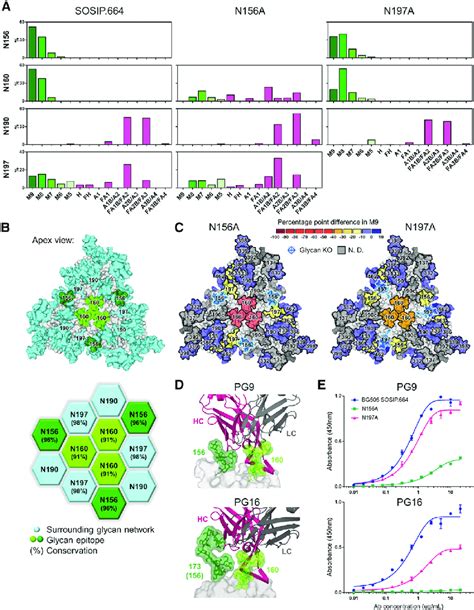 A Network Of Glycans Preserves The Pg9 And Pg16 Epitopes A Relative