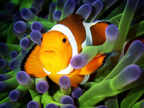 Clownfish On Green Anemone Puzzle In Under The Sea Jigsaw Puzzles On