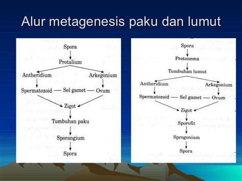 Bagan Metagenesis Tumbuhan Paku | Ruang Ilmu