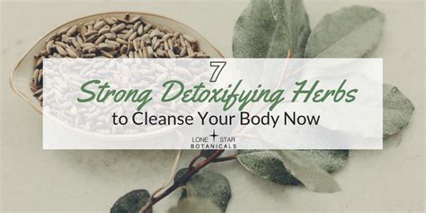 7 Strong Detoxifying Herbs To Cleanse Your Body Now Lone Star Botanicals