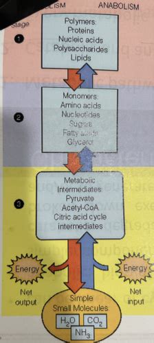 Biochem Ch Metabolism Basic Concepts And Design Flashcards Quizlet