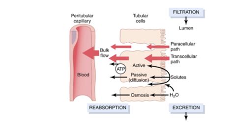 Guess The Tubular Function Flashcards Quizlet