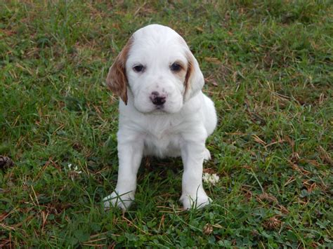 Chiot Elevage Du Mas D Eyraud Eleveur De Chiens Setter Anglais