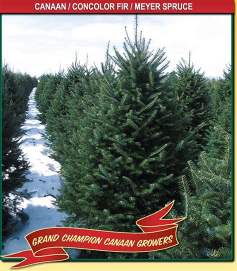 Canaan Fir | Wisconsin Tree Guy