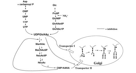 The Central Role Of Intracellular Udp Gnac In The Control Of Download Scientific Diagram